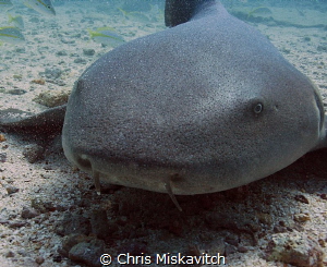 Nurse Shark - Key Largo by Chris Miskavitch 